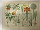 Blomsterplancher
Skønne blomsterplancher fra 1880'erne
42cm x 32cm
28 forskellige plancher (de viste er kun 
eksempler)